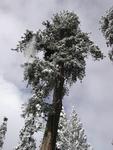 Sequoia